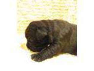 Cane Corso Puppy for sale in BERLIN, NJ, USA