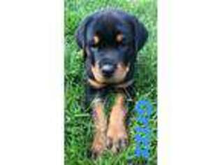 Rottweiler Puppy for sale in Narvon, PA, USA