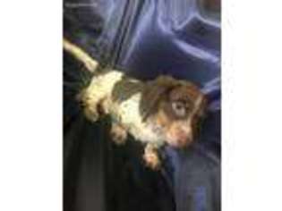 Dachshund Puppy for sale in Neodesha, KS, USA