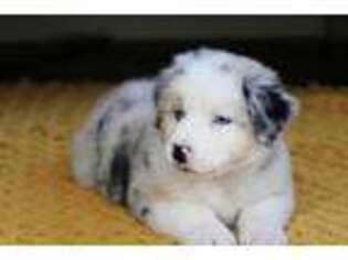 Australian Shepherd Puppy for sale in Manton, MI, USA