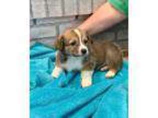 Pembroke Welsh Corgi Puppy for sale in Delta, OH, USA