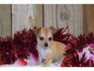Chihuahua Puppy for sale in Oklahoma City, OK, USA