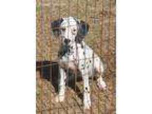 Dalmatian Puppy for sale in Rudy, AR, USA