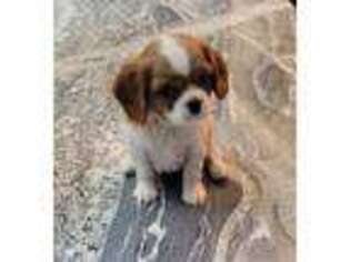 Cavalier King Charles Spaniel Puppy for sale in Green Bay, WI, USA
