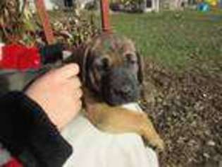 Mastiff Puppy for sale in GRANDVIEW, WA, USA