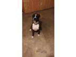 Boxer Puppy for sale in Estherville, IA, USA