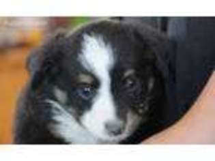 Miniature Australian Shepherd Puppy for sale in Maxwell, NM, USA