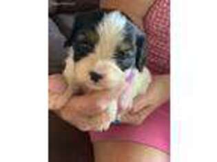 Cavalier King Charles Spaniel Puppy for sale in Indian Trail, NC, USA