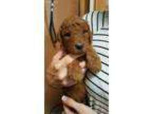 Mutt Puppy for sale in Negaunee, MI, USA