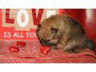 Pomeranian Puppy for sale in Owensboro, KY, USA