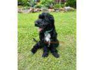 Portuguese Water Dog Puppy for sale in Big Cabin, OK, USA