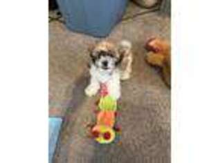 Bichon Frise Puppy for sale in Hyattsville, MD, USA