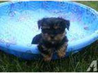 Yorkshire Terrier Puppy for sale in COLDWATER, MI, USA