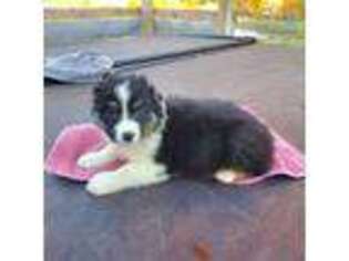 Australian Shepherd Puppy for sale in Greens Fork, IN, USA