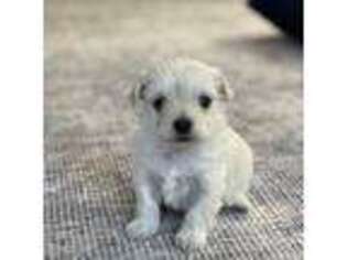 Maltese Puppy for sale in Belle Plaine, MN, USA
