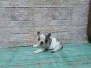 Medium Photo #1 French Bulldog Puppy For Sale in Morristown, TN, USA