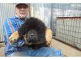 Tibetan Mastiff Puppy for sale in Des Moines, IA, USA