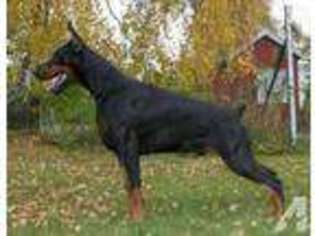 Doberman Pinscher Puppy for sale in PORTLAND, OR, USA