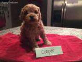 Cavapoo Puppy for sale in Grapevine, TX, USA