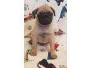 Pug Puppy for sale in Cleveland, TN, USA