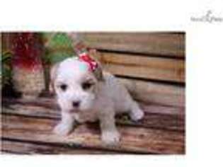 Cavachon Puppy for sale in Sioux City, IA, USA