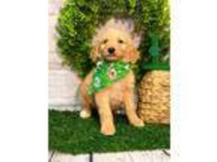 Goldendoodle Puppy for sale in Norman, OK, USA