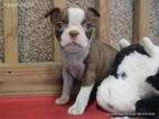Boston Terrier Puppy for sale in Lake City, FL, USA