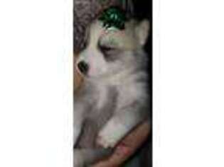 Siberian Husky Puppy for sale in Lake City, FL, USA