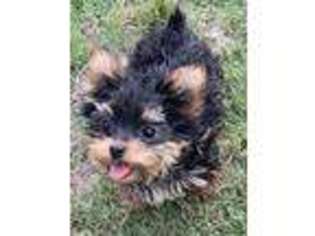 Yorkshire Terrier Puppy for sale in Austin, TX, USA