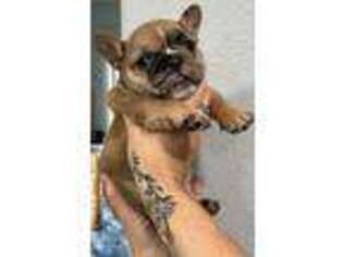 French Bulldog Puppy for sale in Vinton, IA, USA