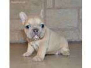 French Bulldog Puppy for sale in Waco, TX, USA