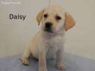 Labrador Retriever Puppy for sale in Kane, PA, USA