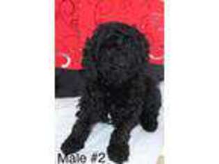 Mutt Puppy for sale in Greenville, MI, USA