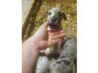 Great Dane Puppy for sale in Vail, IA, USA