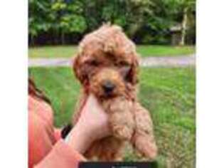 Mutt Puppy for sale in Woodville, TX, USA