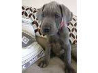 Great Dane Puppy for sale in Midvale, UT, USA