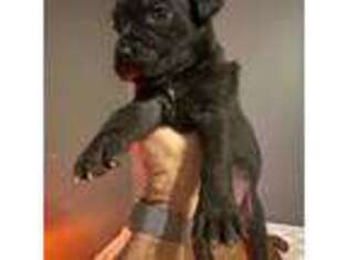 Cane Corso Puppy for sale in Niota, TN, USA
