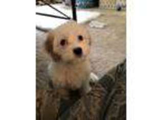 Cavachon Puppy for sale in North Charleston, SC, USA