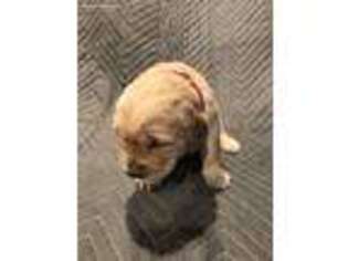 Golden Retriever Puppy for sale in Bakersfield, CA, USA