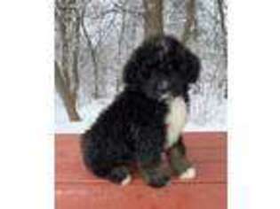 Mutt Puppy for sale in Marshall, MN, USA