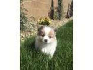 Pomeranian Puppy for sale in Roseville, CA, USA