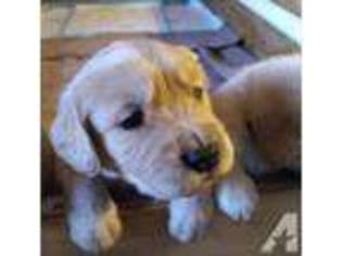 Golden Retriever Puppy for sale in LIVONIA, MI, USA