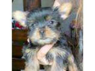Yorkshire Terrier Puppy for sale in Palm Desert, CA, USA