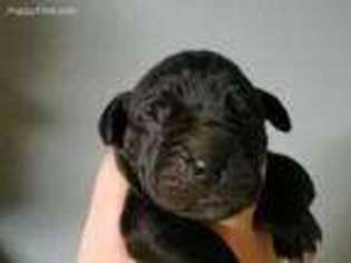 Great Dane Puppy for sale in Forgan, OK, USA