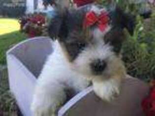 Biewer Terrier Puppy for sale in Findlay, OH, USA