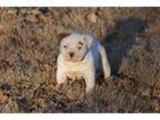 American Bulldog Puppy for sale in Norman, OK, USA