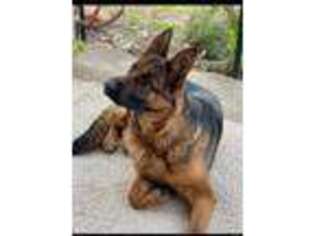 German Shepherd Dog Puppy for sale in Uncasville, CT, USA