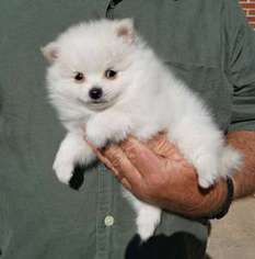 Pomeranian Puppy for sale in Cumming, GA, USA