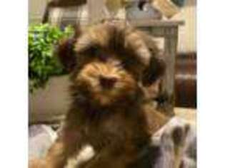 Havanese Puppy for sale in Evarts, KY, USA