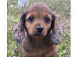 Dachshund Puppy for sale in Tulsa, OK, USA